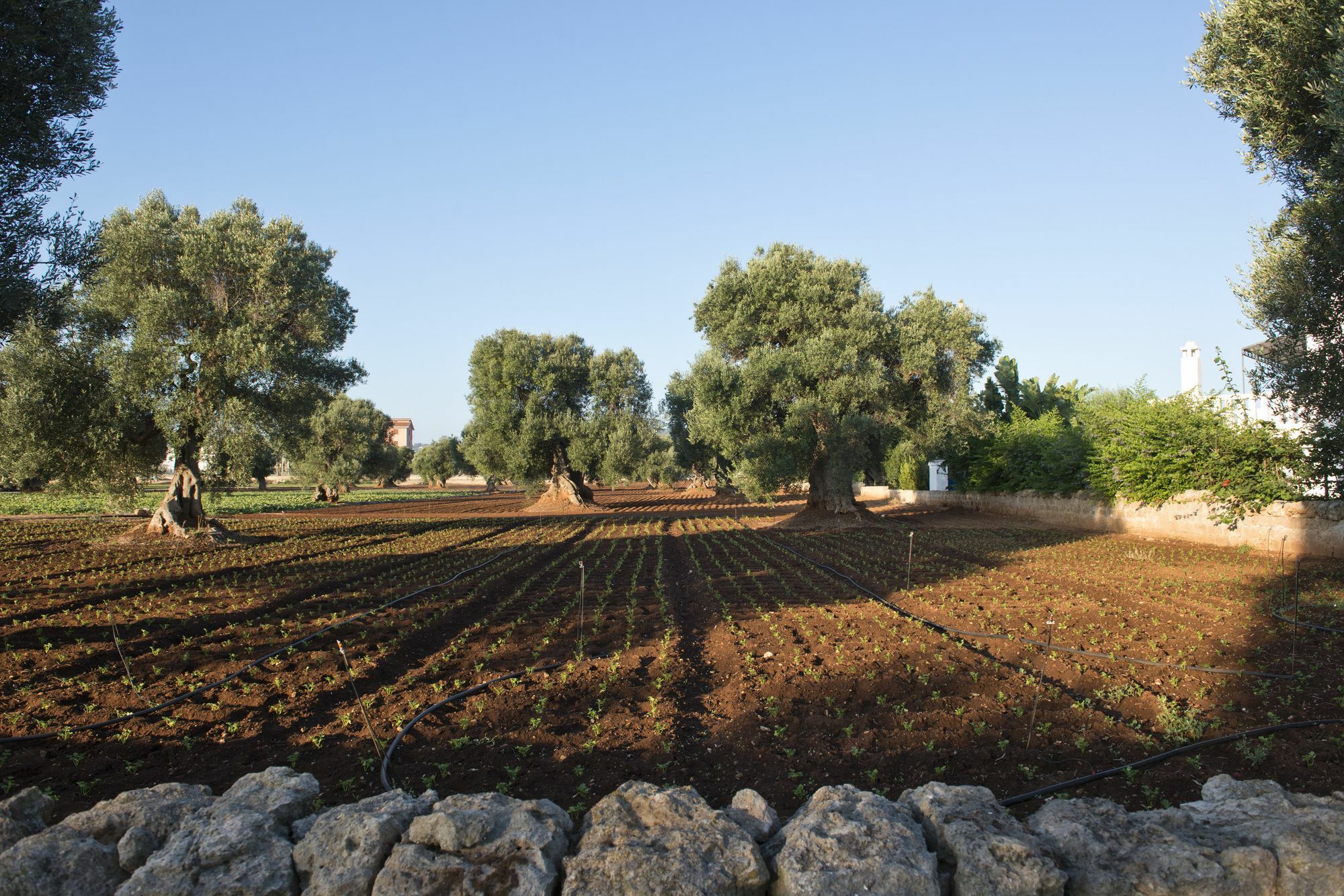Masseria Don Luigi-Luxury Farmhouse Savelletri Dış mekan fotoğraf